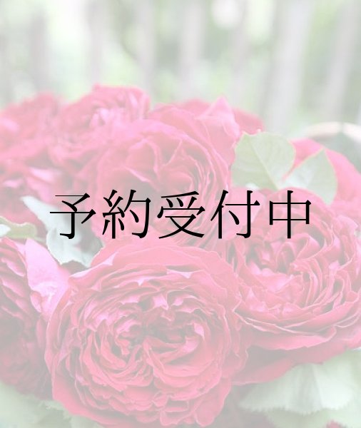 画像1: ゴスペル【食用バラ苗】食べる薔薇　超大輪・濃ピンク色・ダマスクローズ　送料無料　農林水産省登録品種 PVP【発送地 山形】 (1)