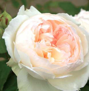 シャルル ド ゴール エディブルローズ 無農薬栽培した食べられるバラ苗ナカイローズファーム食べるバラ