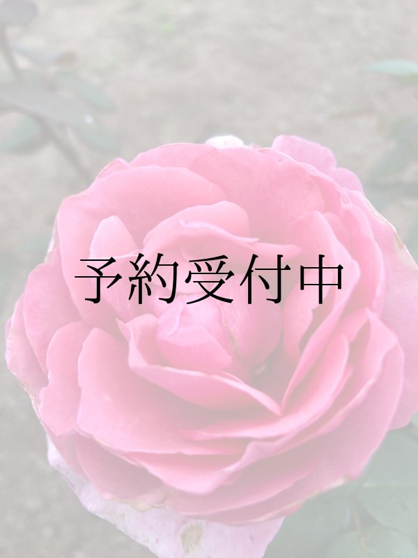 画像1: アライブ【苗】食べれる薔薇　超大輪・濃ピンク色・ダマスクローズ　送料無料　農林水産省登録品種 PVP【発送地 山形】 (1)