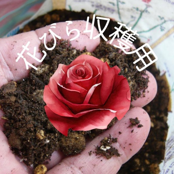 画像1: 食用薔薇の土（１株×１年分）（花びら収穫用）【発送地 山形】 (1)