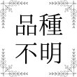 画像1: 品種不明【食用バラ苗】食べられるバラ　食べる薔薇　送料無料【発送地 山形】 (1)