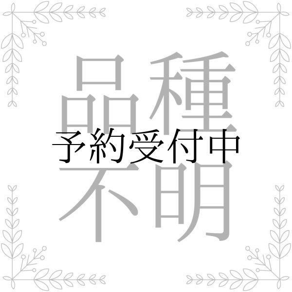 画像1: 品種不明【食用バラ苗】食べられるバラ　食べる薔薇　送料無料【発送地 山形】 (1)