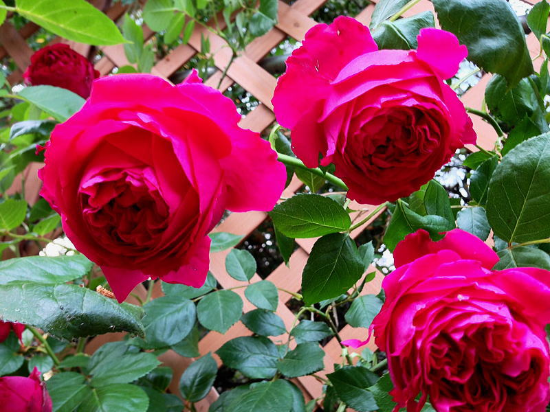 ルージュピエールドロンサール つるバラ中輪の食用バラ苗 無農薬食用ローズナカイローズファーム食べられる薔薇 送料無料