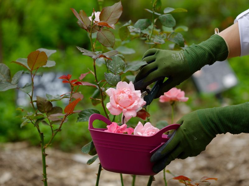 薔薇苗を買う前に 失敗しない薔薇の買いかたコツ５選